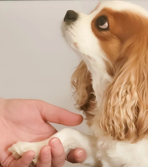 blenheim cavalier king charles spaniel dam