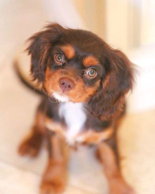 chocolate cavalier king charles spaniel female breeder puppy