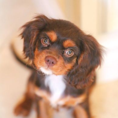 Chocolate Cavalier King Charles Spaniel Puppies for Sale