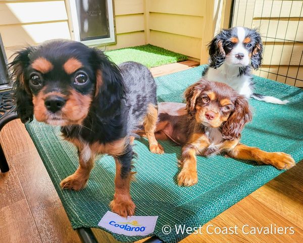 cavalier king charles spaniel puppy in tri color, black and tan and chocolate cavalier puppy