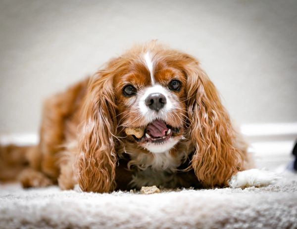 Senior Cavalier King Charles Spaniel Puppies for Sale retired breeder