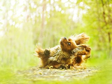 Cavalier King Charles Spaniel Puppies ruby