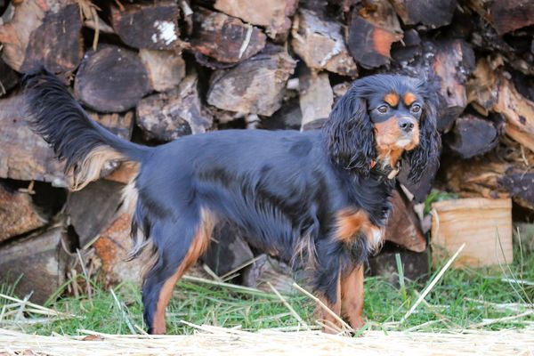 black and Tan adult cavalier