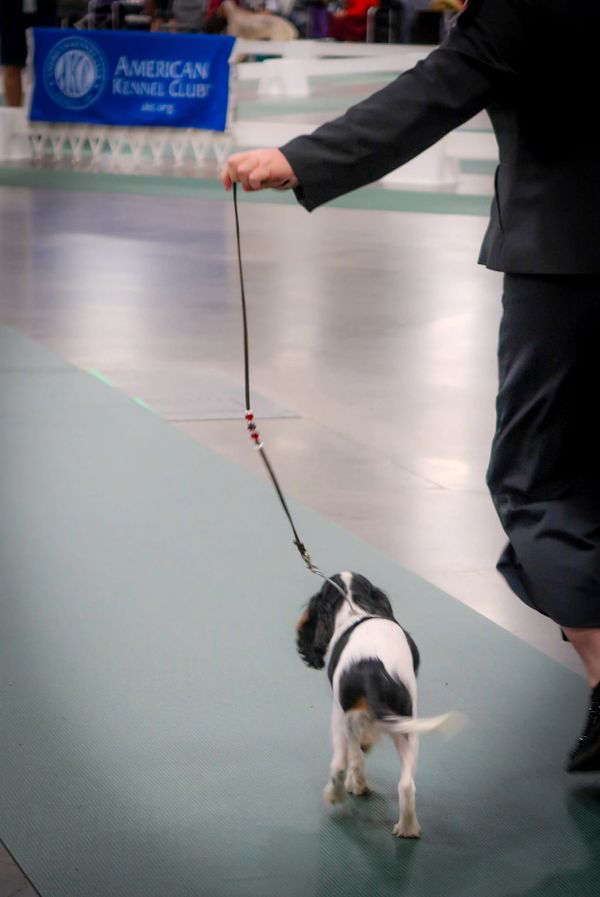 AKC Show