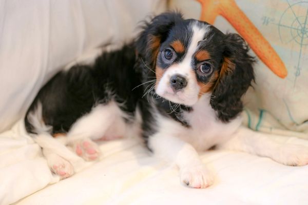 black white tan cavalier king charles spaniles