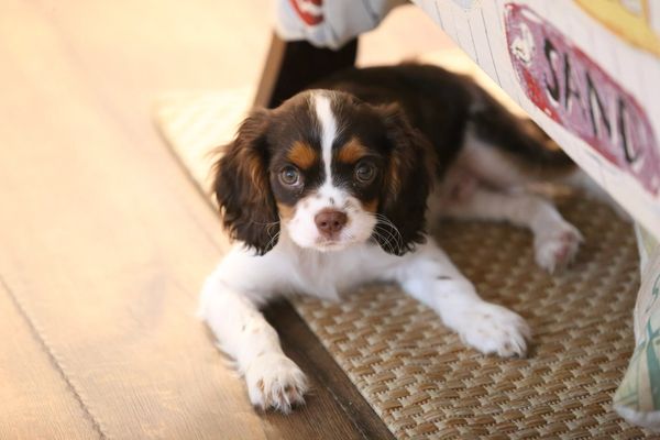 chocolate tri colored cavalier male puppies