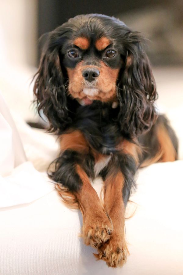 adult cavaliers for rehoming
