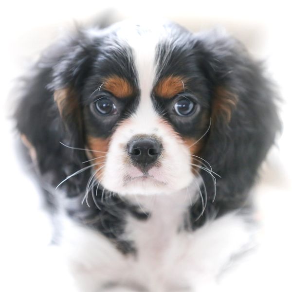 tri puppies available for cheap