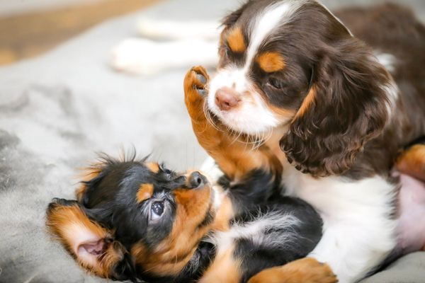 black and tan female with a chocolate cavaliers