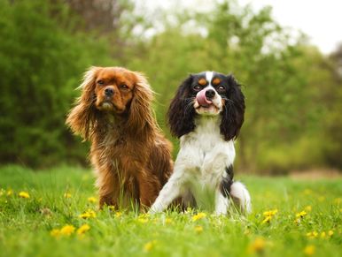 Cavalier King Charles Spaniel Puppy