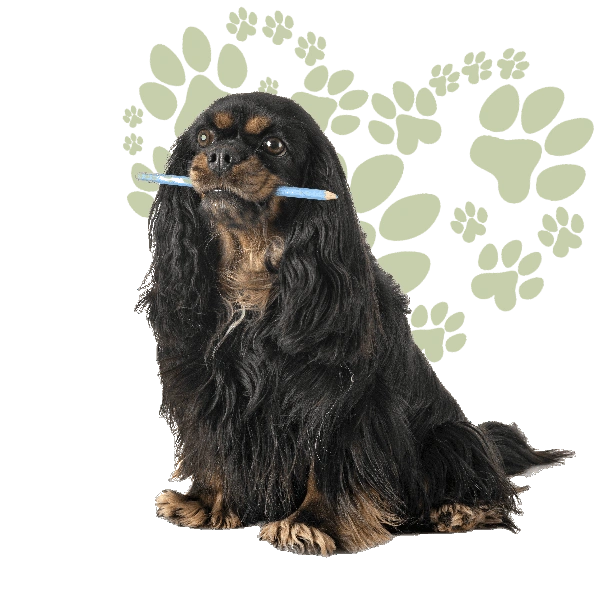 black and tan king charles cavalier wait list