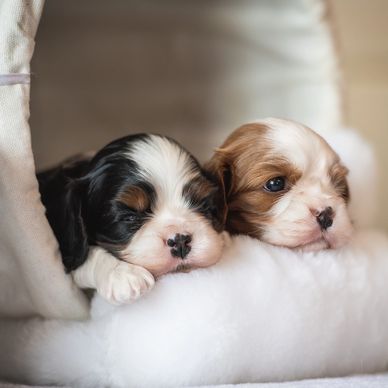 Chocolate Gene Carrier Cavalier King Charles Spaniel Puppies for Sale