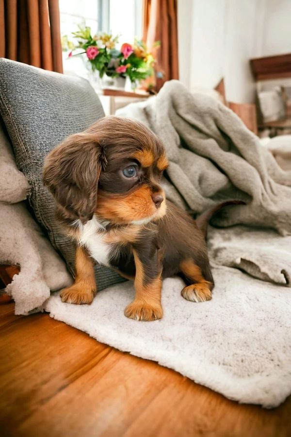 Are Chocolate cavalier healthy?