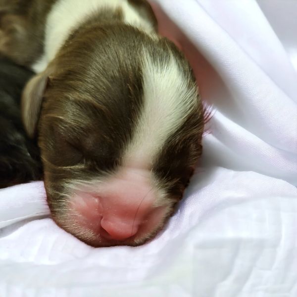 chocolate brown and white cavalier