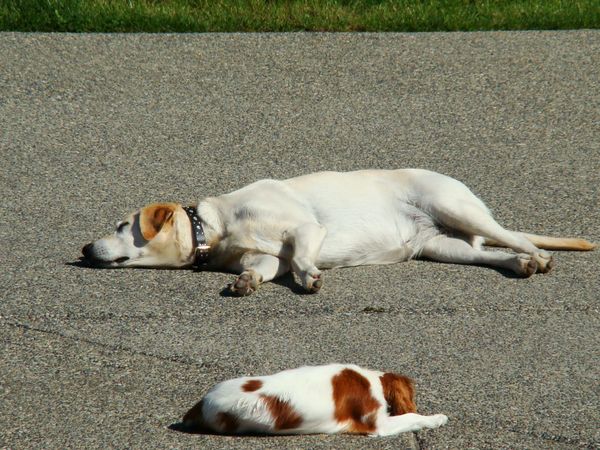 yellow lab with a blenheim king charles cavalier