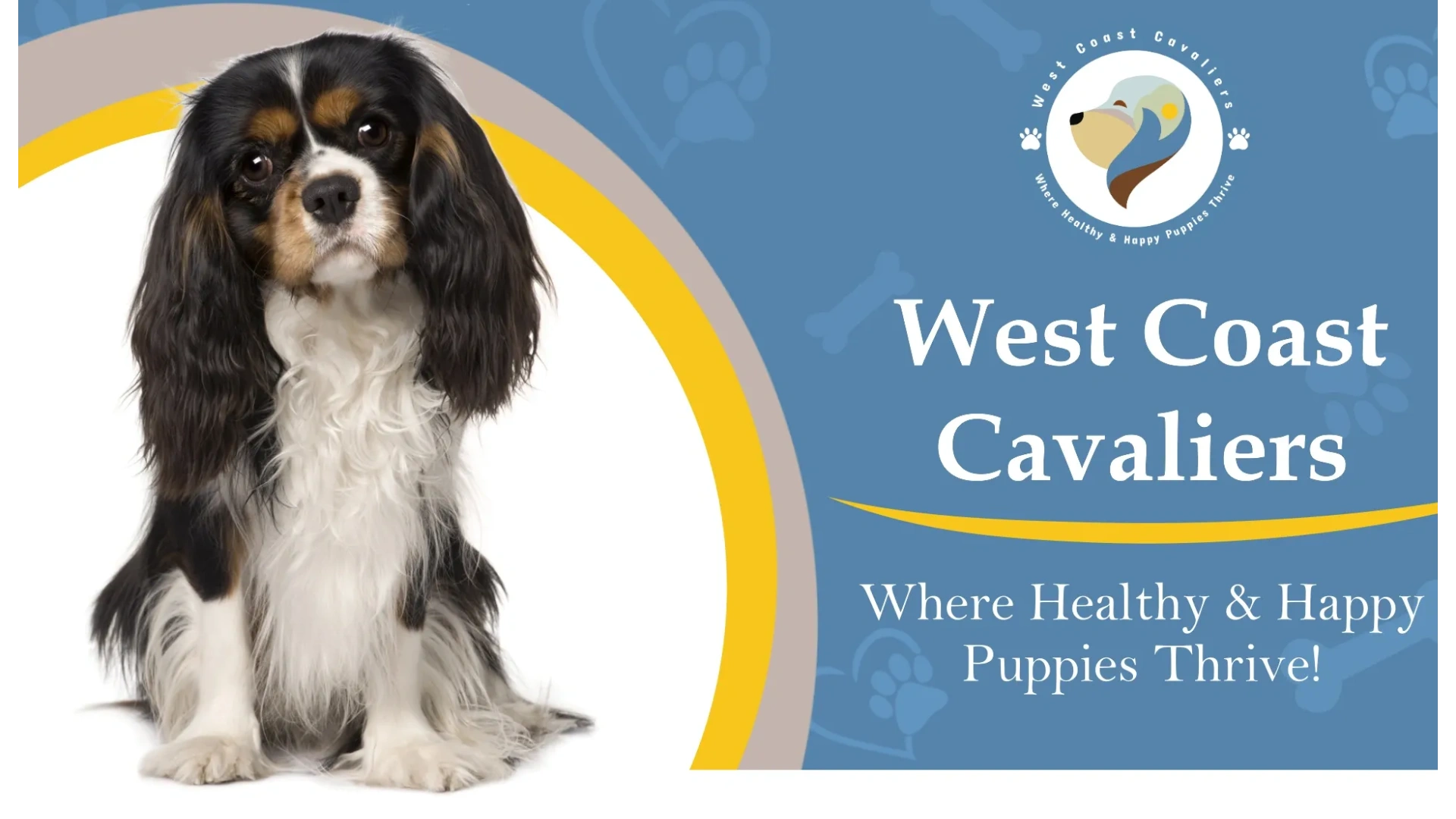 Cavalier King Charles Spaniels puppies for sale on the west coast