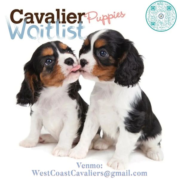 https://venmo.com/u/WestCoastCavalier