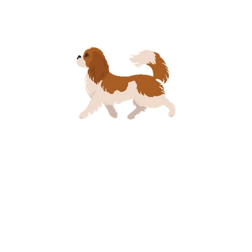 blenheim cavalier puppies for sale
