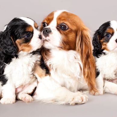 who has the best cavalier king charles spaniel puppies for sale