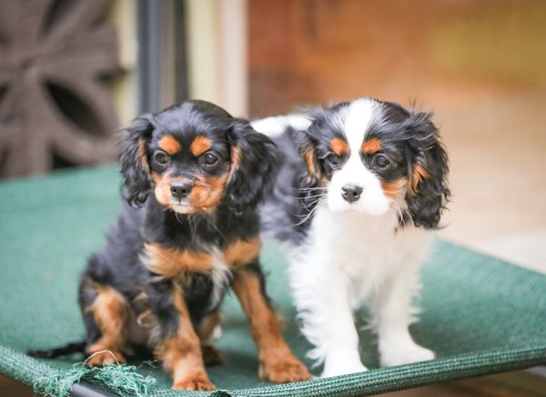 Cavalier King Charles Spaniel Puppies for Sale for under $1000