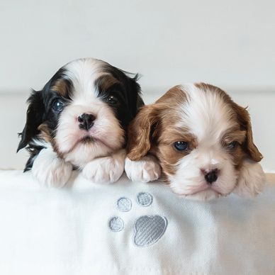 who is the top breeder of cavalier king charles spaniels