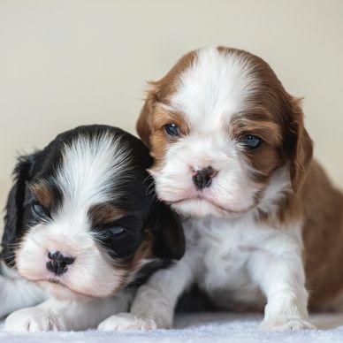 where can i buy a healthy cavalier king charles spaniel