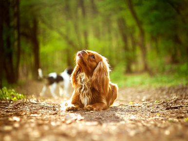 Cavalier King Charles Spaniel Puppies for Sale ruby colored
