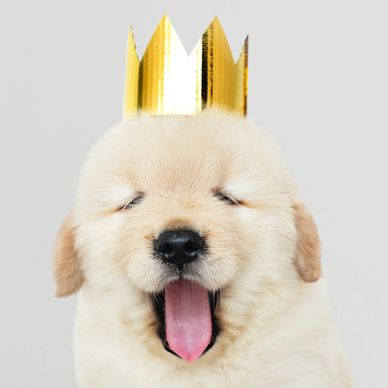 Puppy wearing a crown