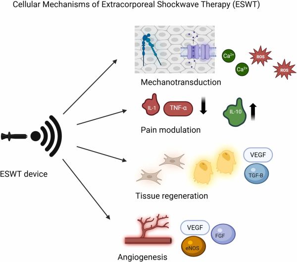 Diagram of cellular mechanisms triggered by extracorporeal shockwave therapy (ESWT).
