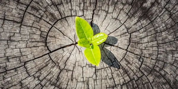 A green plant growing out of dry dirt.  Represents growth from hard circumstances and illness.