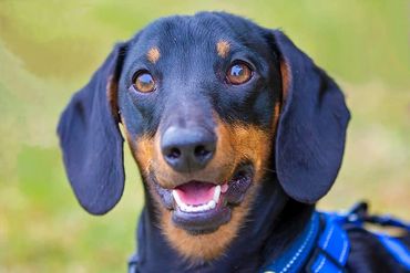 Ace a very handsome dachsund