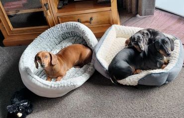 Barkley, Ace and Parker relaxing