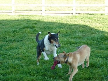 Chance and Layla playing.  Gone but not forgotten