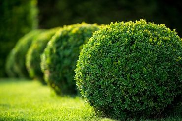 Shrub trimming services