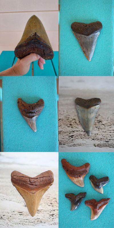 megalodon shark tooth fossil mako great white benedini thresher tiger snaggletooth chubutensis