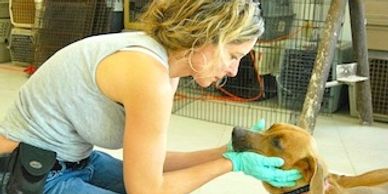 Reiki on Rescue Animals in Mexico and The USA