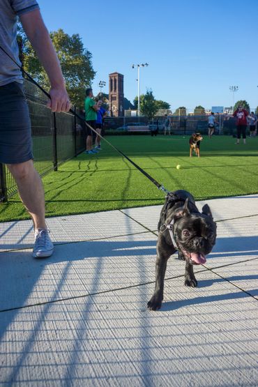 Green Street Dog Park, Spring Garden CDC