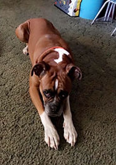 Brown and white boxer dog lying on green carpet.