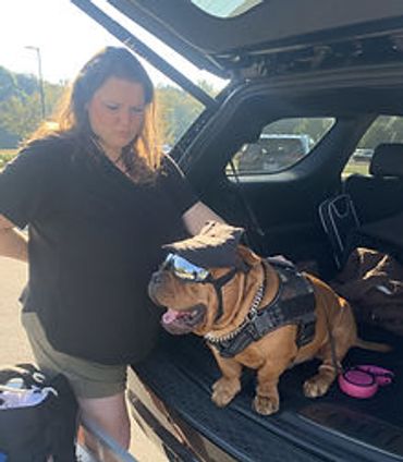 A woman petting a brown bulldog sitting in the back of a car.