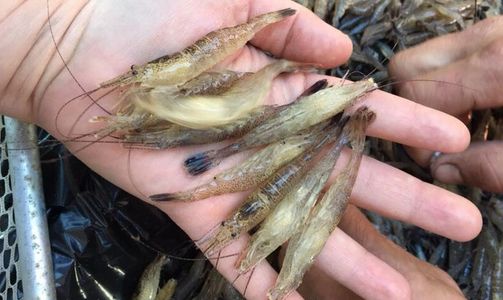 Grass shrimp south bay alviso california fishing saltwater locally caught