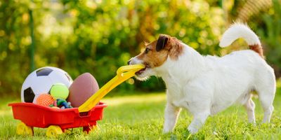 Dog pulling a wagon full of toys.