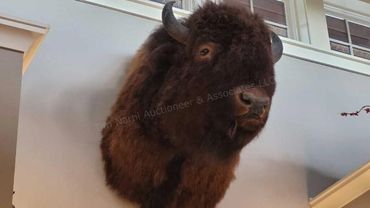 American Bison Shoulder Mount