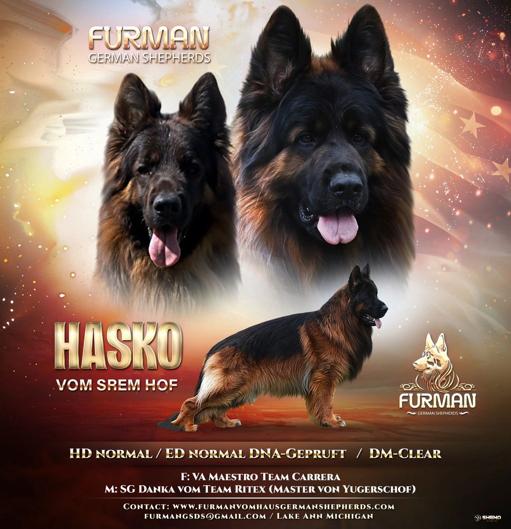 Three images of a German Shepherd named Hasko vom Srem Hof with background and text.