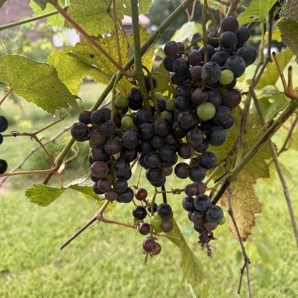 Clusters of grapes hanging on the vine.