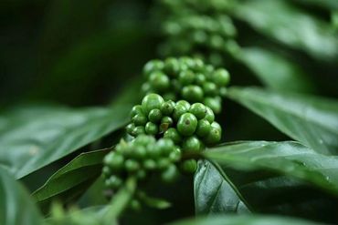 Close-up of unripe green coffee cherries on a branch with lush green leaves.