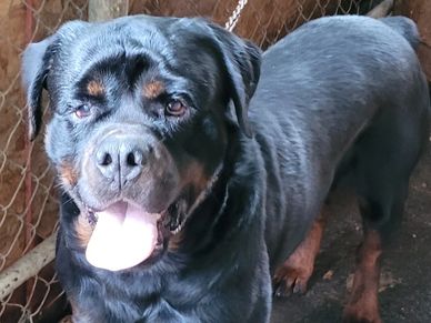 Zod Von DuPree our dark faced exotic Russian Rottweiler now a proven producer has a new litter!!
