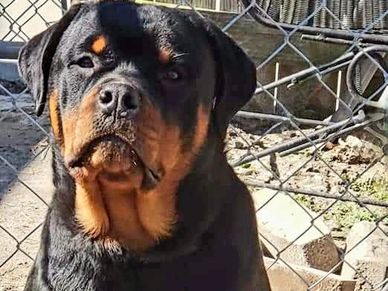 OUR ADRK Rottweiler Executive Von DuPree has produced beautiful Rottie puppy litters.