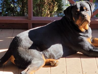 TK's All-star aka"Knowledge". Proven producer af some big beautiful pups mild demeanor.