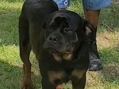 Infinity our Rottie Beauty's first litter w/ Knowledge was gone in 2days! She has a new litter now!!