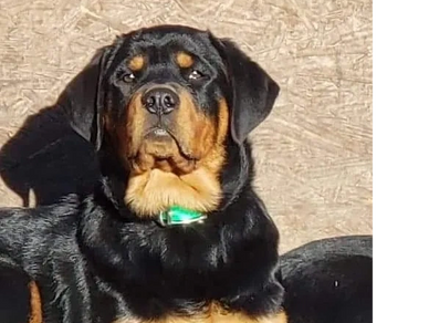 Chewbacca Von DuPree aka Chewy a big boy produces some big rottie puppy furbabies!